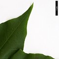 SpeciesSub: subsp. macropterum SpeciesSub: subsp. macropterum